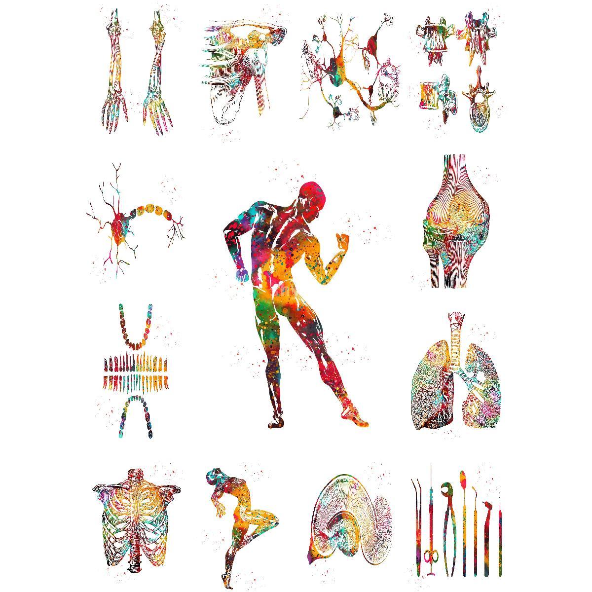 Anatomical Muscle Structure Po - Interior Design Landscape recension och pris